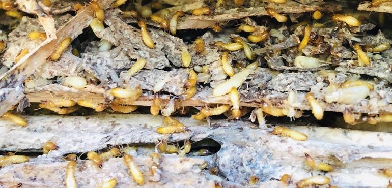 banner-property-3.many-termites-wood